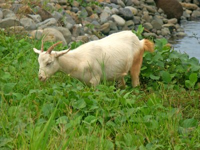 Local goat