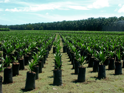  Palm plantation
