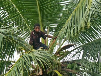  Local lad climbing the palm tree 11 April 2004