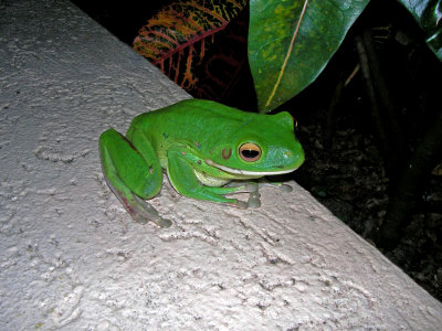 Beautiful tree frog perched on our balcony 22 April, 2007