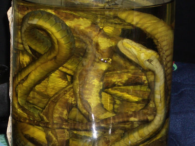 29 The snake wine in a jar.jpg