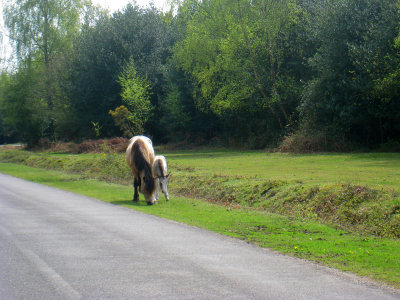 Horses in the New Forest