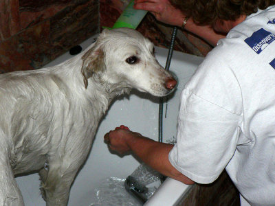 Yuki being bathed