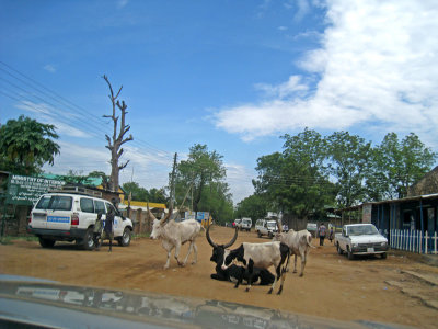 Cows settled on the main road in Juba