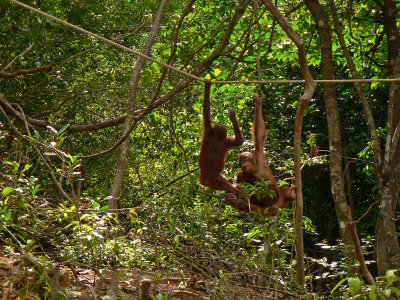 Orangutans of Kota Kinabalu 20 September 2007