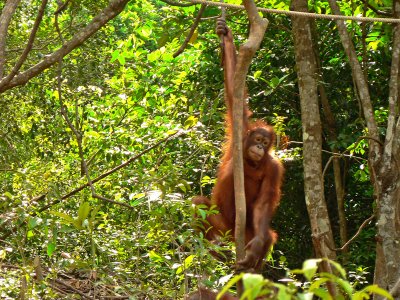 Orangutans of Kota Kinabalu 20 September 2007