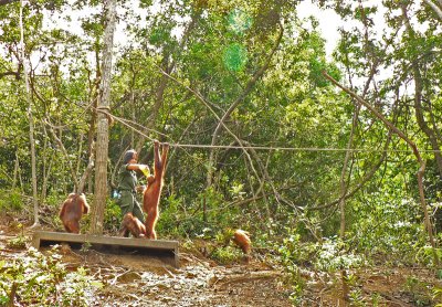 Feeding the Orangutans