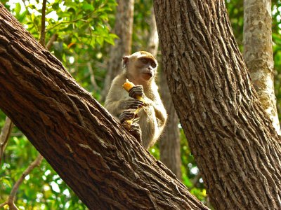  Monkies of Kota Kinabalu