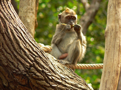 Monkies of Kota Kinabalu