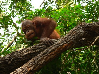 Its tough work climbing trees all day