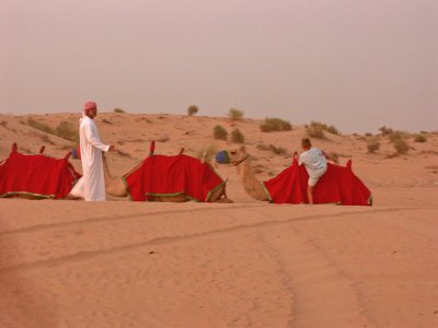Camels at dusk