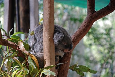 Sleeping Koala 17 July, 2008
