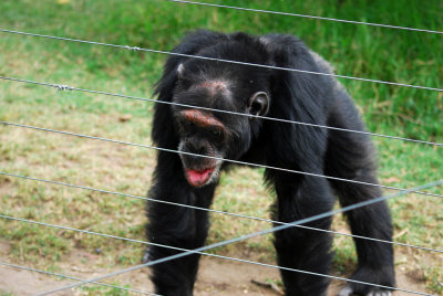 Traumatized chimpanzee at the Jane Goodall Sanctuary 14 Sep 11