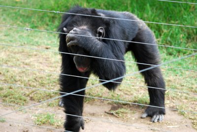 These chimpanzees have been saved from years of mistreatment