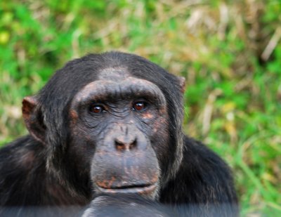 Traumatized chimpanzee at the Jane Goodall Sanctuary
