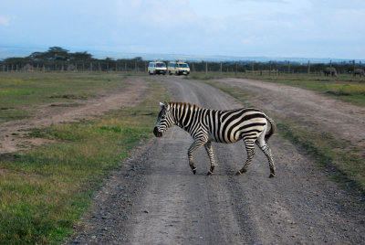 Dare I say it - Zebra Crossing!!