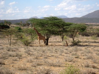 Adult and young giraffes