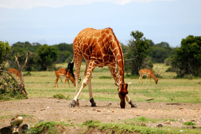 Eating is hard when you've got such long legs