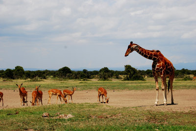 Giraffe and Impala