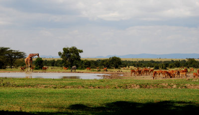  Animals around the water hole 14 Sep 2011