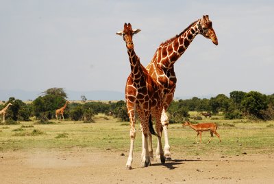 Can't have enough photos of giraffes 14 Sep 11