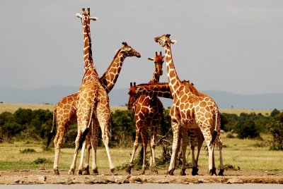 Group of giraffes 14 Sep 2011