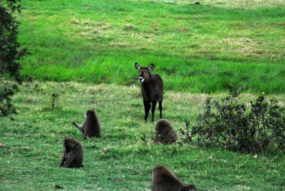 Waterbuck and baboons 14 Sep 2011