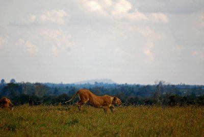 Our first sighting of lions 14 Sep 2011