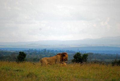  Our first sighting of lions 14 Sep 2011