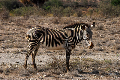 Grevey Zebra