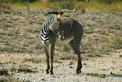 You can identify the Grevey Zebra by their white stomach