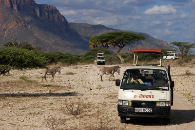 Zebras don't mind cars