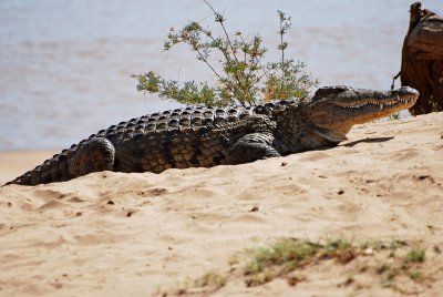One of many crocodiles sunning by the river