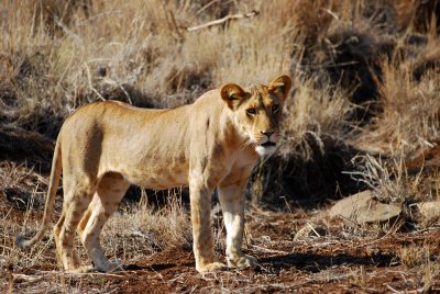 First closeup glimpse of a lioness 16 Sep 2011