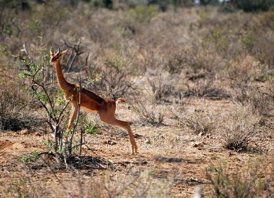 Gerenuk or Giraffe Gazelle 16 Sep 11