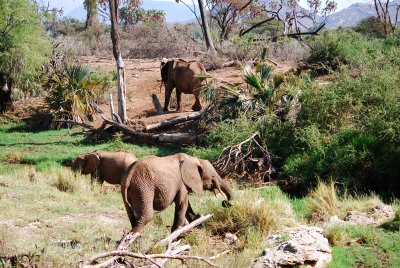 Elephants in the wild 16 Sep 11