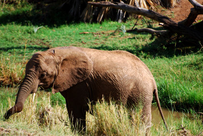 Young elephant 16 Sep 2011