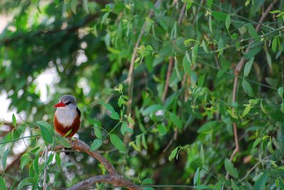  Grey-headed Kingfisher