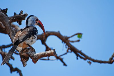 Red-billed hornbill 16 Sep 11