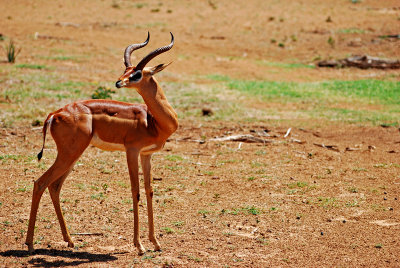  Gerenuk or Giraffe Gazelle