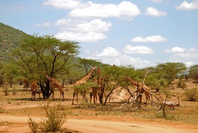 Giraffes feeding in the Samburu Game Reserve 16 Sep 11