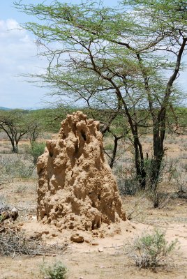 Termite mound 16 Sep 2011