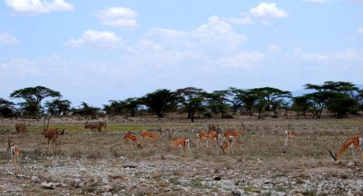 Herd of Grant's Gazelles and Oryx 16 Sep 11