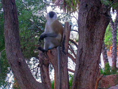 Vervet monkey perched on a tree
