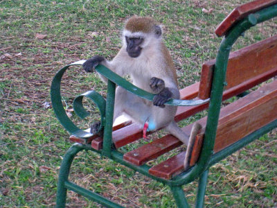 Unhappy Vervet momkey 16 Sep 2011