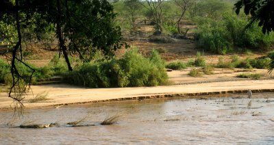 Croc on left stork on right of photo 17 Sep 11