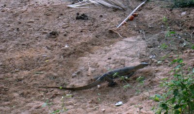 Lizard on the river bank 17 Sep 2011