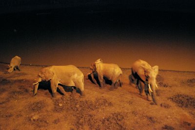  Elephants and a rhino around the water hole