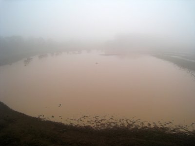Water hole very early morning in the mist 18 Sep 2011