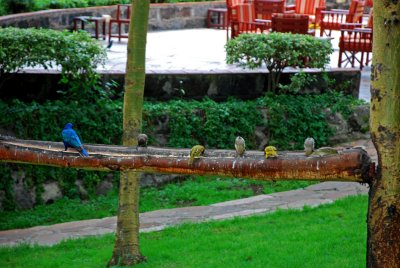 Birds in the hotel grounds